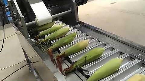 Sweet Waxy Fresh Corn Cobs Tail Ends Cutting Machine Removing Cutter