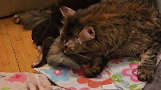 Newborn kitten being groomed by Mama! by Just a Foster Cat Mom 231 views 1 month ago 1 minute, 3 seconds