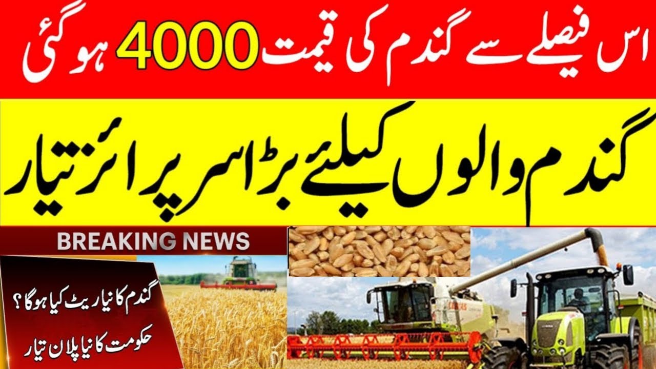 wheat support price in punjab Pakistan 2025 | Galla mandi rate today ...
