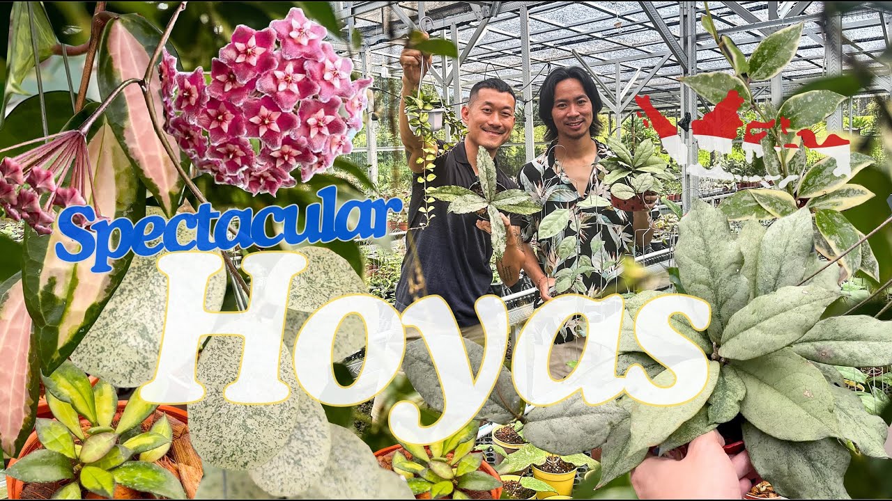 Indonesian Hoya Grower CREATES Spectacular Silver, Splash and Variegated Hoyas with Passion and ❤️