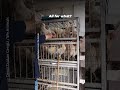 World Egg Day: What the Egg Industry Doesn't Want You to See 💔🐣