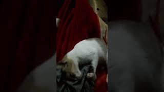 My Cat Loves My Body Smell.