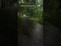 Peace begins on rainy forest roads 🌧️🌿 #nature#rain#forestroads#peace#short