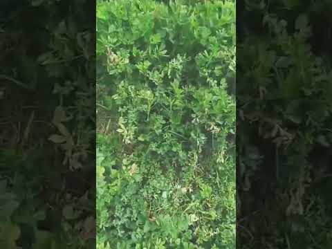 الجريحة ومشاكلها كيفية الحماية منها معلومة سريعة الفلاحة الزواعة المغرب الاخضر المتابعين الجميع 