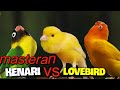 MASTERAN KENARI  VS LOVEBIRD || MASTERAN yang banyak di pakai kicau mania durasi 1 jam