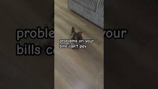 Gizmo want too pay you …  #fypシ #viral #fypyoutube #bts #pay#cash #stocks #money #shorts #humor