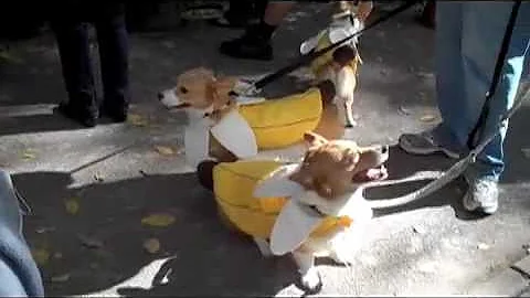 Halloween Dog Parade