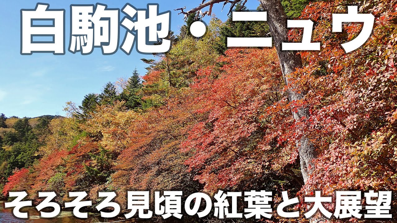 白駒池・ニュウ 2024年10月11日 そろそろ見頃の紅葉と大展望 - YouTube