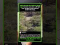 🐾🌿 | Hyena Pack Flanking Tactics! Savanna's Deadliest 3D Hunt | #WildlifeHunting #AnimalTactics