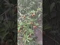 Natural Rain Sounds from a Tropical Village#rain #tropicalrain #rainsounds #nature #ambience