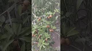 Natural Rain Sounds from a Tropical Village#rain #tropicalrain #rainsounds #nature #ambience