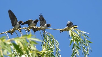 Jonge zwaluwen krijgen vliegles.