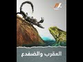 العقرب والضفدع NTV