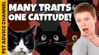 5 types of cat personalities