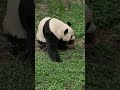 掘りたて、食べたて、この竹の子は絶対新鮮です。