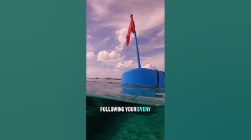 Exploring Shallow Wrecks with BLU3 – Dive In!