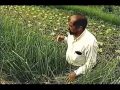 PASTO VETIVER - DOCUMENTAL