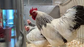 Trio of light Sussex bantams