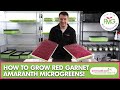 How to grow Amaranth Microgreens