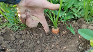 Молодая Морковь 🥕🥕 Почти Готова Херсонская Область Левый Берег