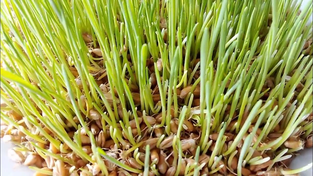 Молодой Витграс - YouTube