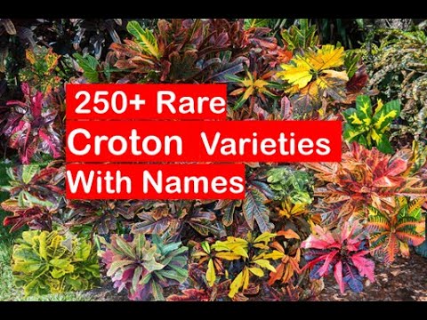 Video: Krotonové odrůdy – zjistěte více o různých druzích krotonových rostlin