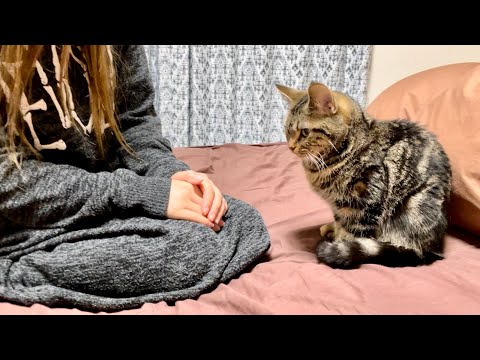 高級ベッドを爪とぎしてしまい飼い主に本気でお説教されてしまった子猫