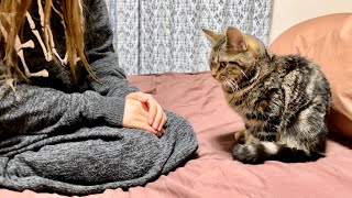 高級ベッドを爪とぎしてしまい飼い主に本気でお説教されてしまった子猫