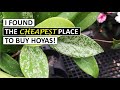 HIDDEN GEM: I Found the CHEAPEST Place to Buy Hoyas!!! Plant Shopping at Springtime Garden Center