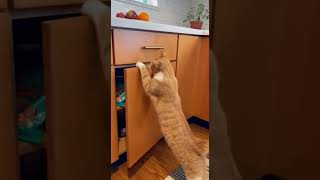 this wasnt the first time #funny #cat Net Worth