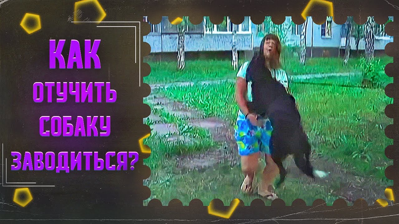 что делать, если собака прыгнула что делать, если собака прыгнула