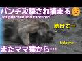 【パンチくん日記🐵】パンチがママ猿に攻撃されて捕まった😖その後、抜け出したが恐怖で？脱糞💩食事タイムでは飼育員が赤の腕章を装着していた😦市川市動植物園【Punch's Diary2026/7/22】