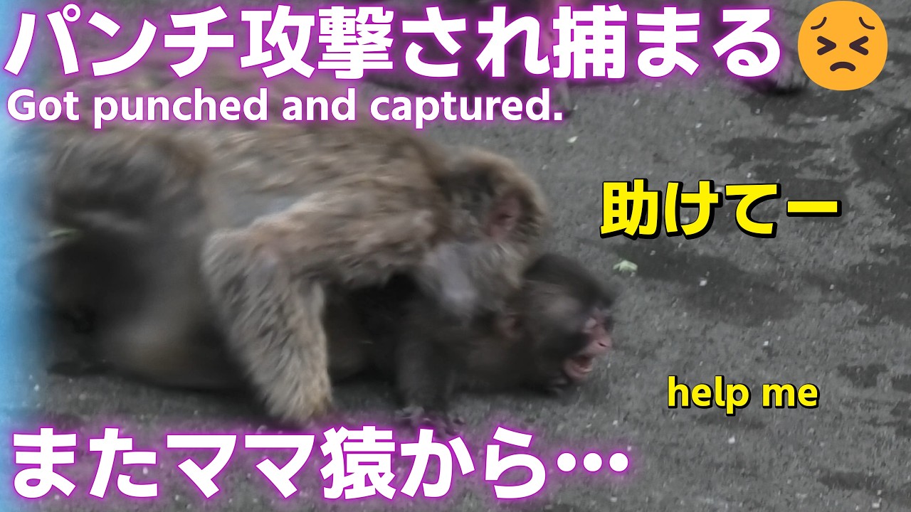 パンチ君vintage Punch's Diary 🐵] Punch was attacked and caught by the mama monkey