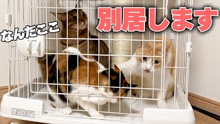 これから猫たちはケージの中で暮らすことになりました。