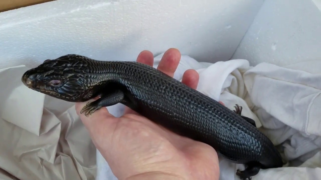 skins exclusivas fortnite Special delivery =) What could it be?