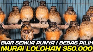 PASAR MURAI LOLOHAN ! BIAR SEMUA PUNYA DIBANDROL CUMA 350.000 AN DI KIOS PASAR BURUNG PRAMUKA