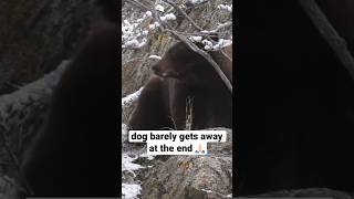 the dogs are really good with bears! just enjoying the outdoors!  #hunting #bears #hunt #dogs #fnaf