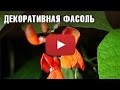 Все о декоративной фасоли за 1 минуту.