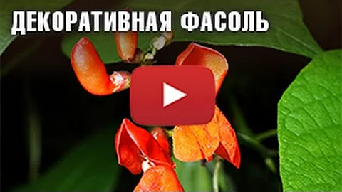 Все о декоративной фасоли за 1 минуту.