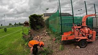Leylandii Hedge Removel