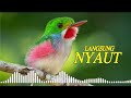 Pancingan Masteran Kacer Murai Cendet Paling Dicari Mp3 - Mp4 Download