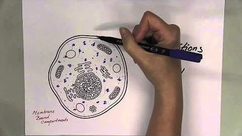 Two Minute Talk: Phase Transitions in Cells