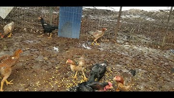 poj qaib thaib nyiam nwg tau naw