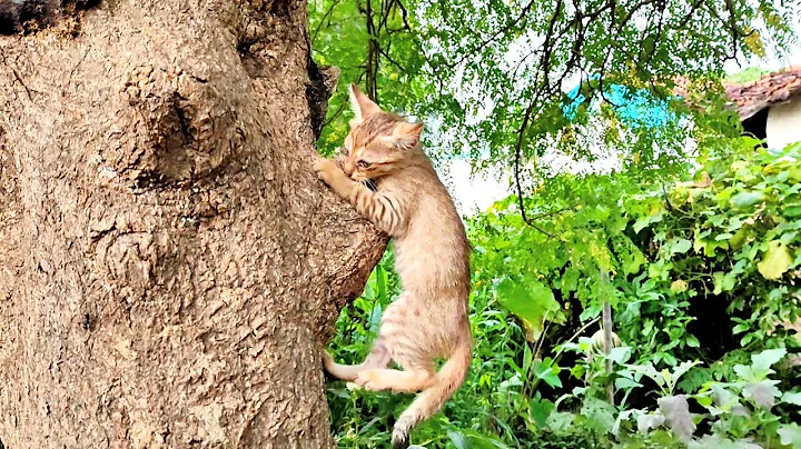 Video 10528521: cats funnycats meow, cats meow baby, funny cats meow baby, cat funny meow dog, cats compilation cute funny