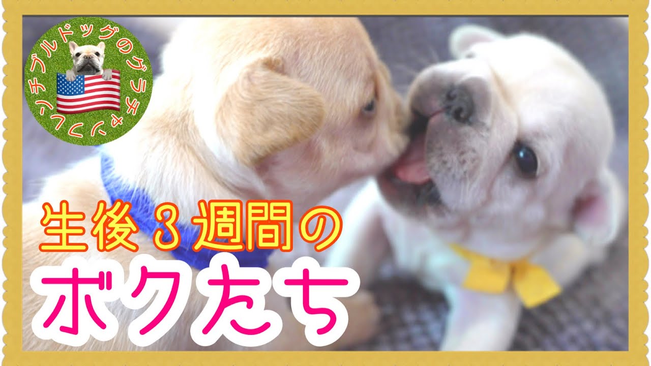 目がヌイグルミ〜😍フレンチブルドッグ の子犬ちゃんです YouTube