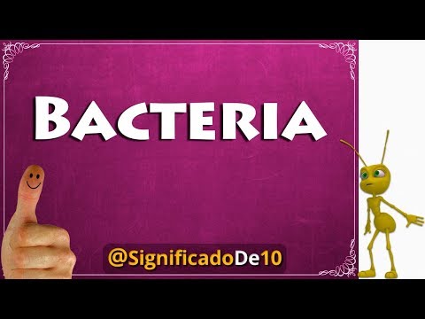 Bacteria Definición 💥 Significado de Bacteria