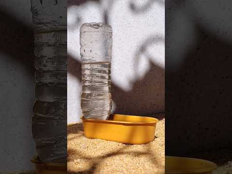 طريقة بسيطة لصنع مشربية لطيور