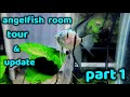 Angelfish room tour june 2023 part 1 of 2