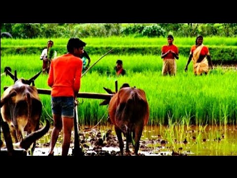 Hakku tara jona pagara baya uranota new song 2021 Salera Chittagong regional tradition new song 2021