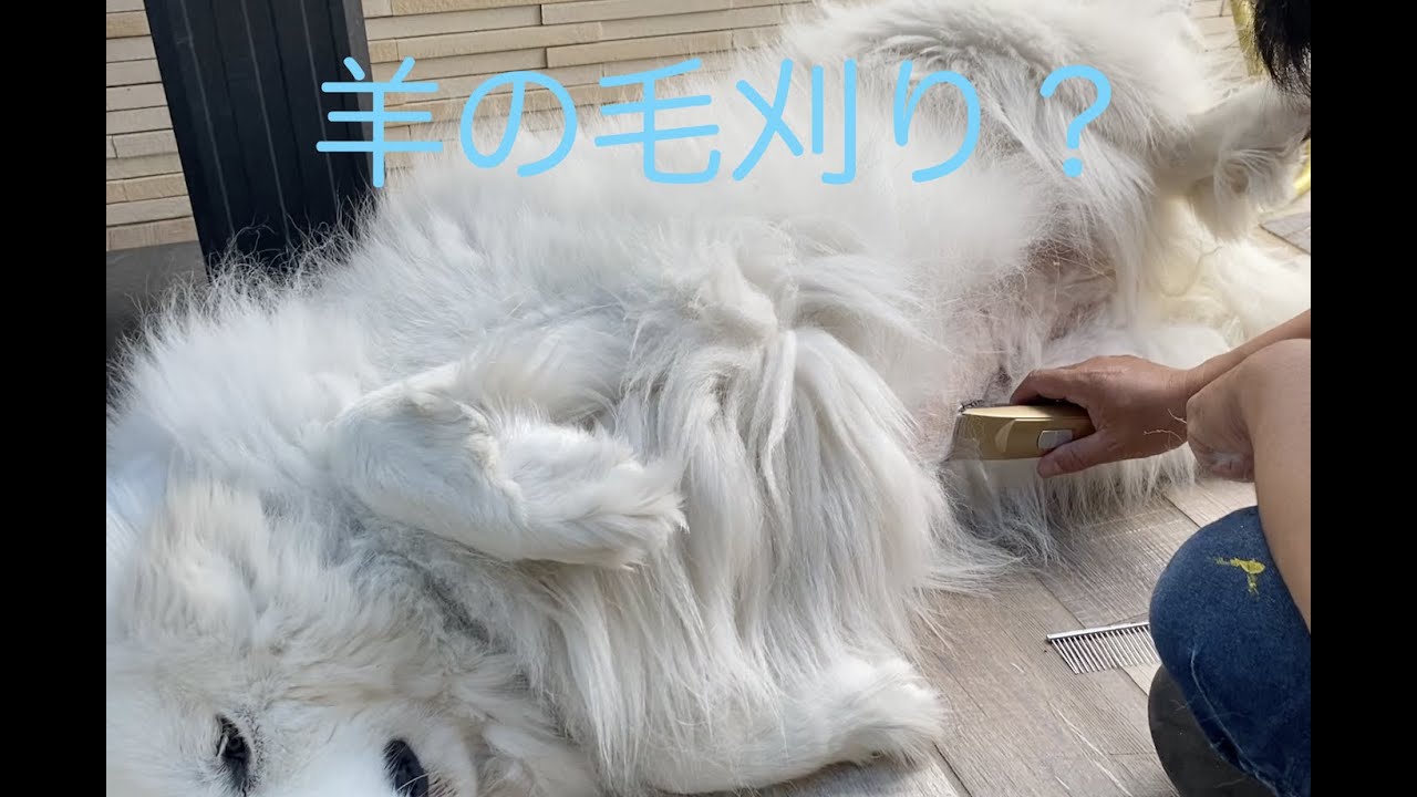 おなかの毛がすっきり 涼しくなったかな グレートピレニーズ